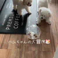 冒険中のハムスターとワンコたち9