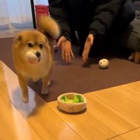 手のひらを見せる男性から離れていく犬