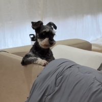 前足をかけてたたずむ犬