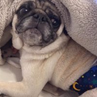 ブランケットの中から顔を出して飼い主を見つめる犬