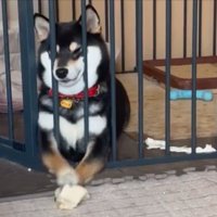 変顔