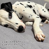 ソファに寝そべるダルメシアン