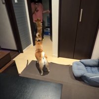 女の子と犬