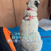 近づいてくる犬