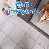 お兄ちゃんを見るなぎ君