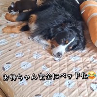 大型犬と小型犬二匹