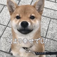 お座りをしてカメラを見上げる犬