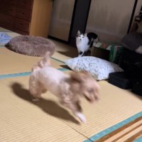 ビビちゃんを遊びに誘うイヴちゃん8