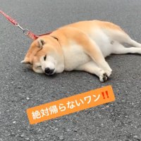 友達と別れるのを拒否する柴犬