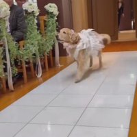 リングドッグを任された犬