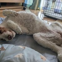 へそ天してくれるように♡