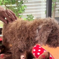 16歳で虹の橋を渡った