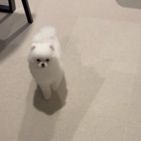 後退りしてしまう犬2