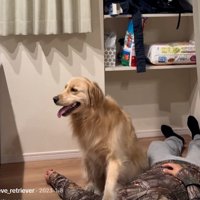 茶番に付き合うイヴちゃん