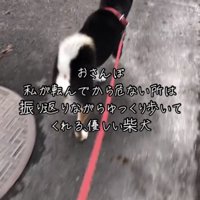 前を向いて歩き出す犬