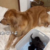 まるで本当のママみたい