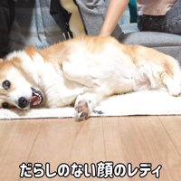 「もっと撫でろ！」とゴロ～ン