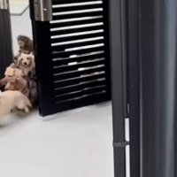 門に群がる犬