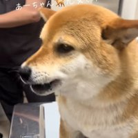 診察台の上のあーちゃん