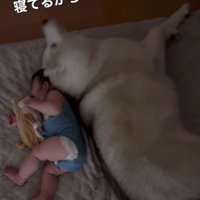 1ミリも動かないおじクマちゃん