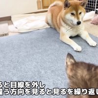 目線を合わせないよう配慮