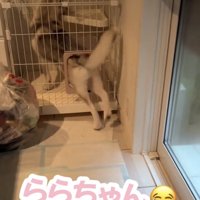 ケージに入ろうとする犬