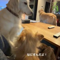 チワワ2匹とゴル2匹の日常2
