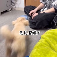 ミルちゃんが元シッターさんのもとへ