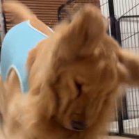 ドアップの福ちゃん