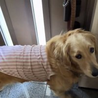 上目遣いのロイちゃん