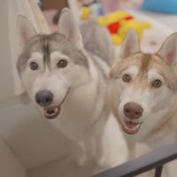 話しかけてくる男性の顔を見上げる2頭の犬