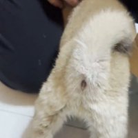 飼い主に甘える豆柴の子犬