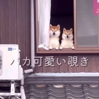 愛犬たちが見つめている！！
