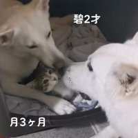 子猫を保護したら…