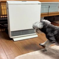 後ずさりするジュディちゃん