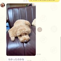落ち込む犬