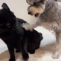 猫と遊ぶ小型犬