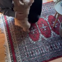 喜んで飛びつく小型犬