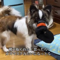 「返して」と言っても…