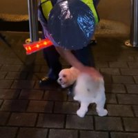 甘えてくる犬を撫でる警備員の男性