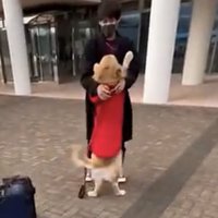 男性に飛びつく犬