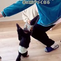 飛びつく犬
