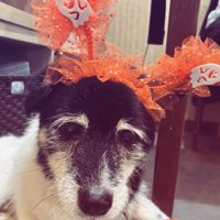 被り物をしたツナ君