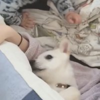 腕枕される犬