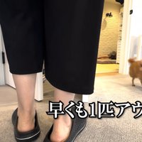 掃除機を出した瞬間、ぽん太くんが逃走