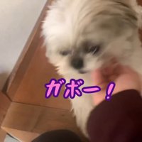 てんぽさんの熱烈歓迎6