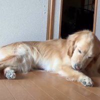 のんびりくつろぐ犬