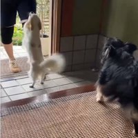 立つ白い犬と黒い犬