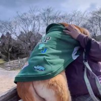 これ以上シッポを下げられない！