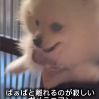おばあちゃんと離れたくないすのぅちゃん3